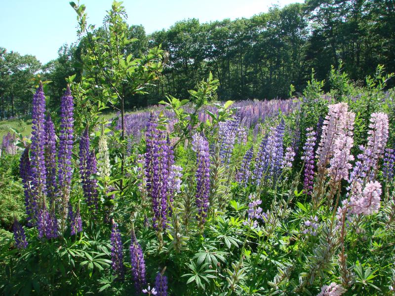 The Salty Lupine