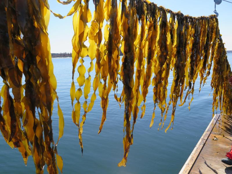 Shore-to-Table events explore sea vegetables | Boothbay Register