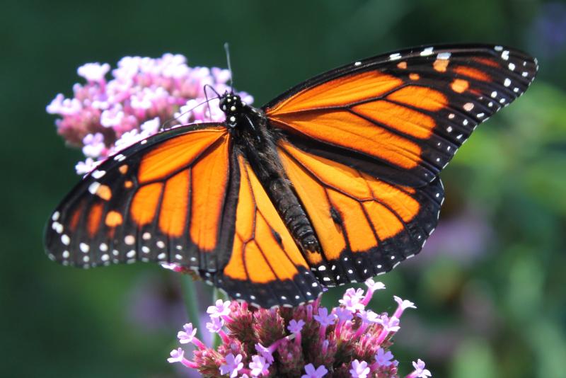 ‘The World of Monarch Butterflies’ presentation May 20 | Boothbay Register