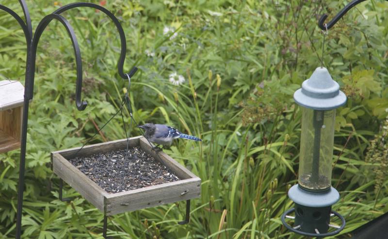 Bald blue jays may start showing up at your feeder