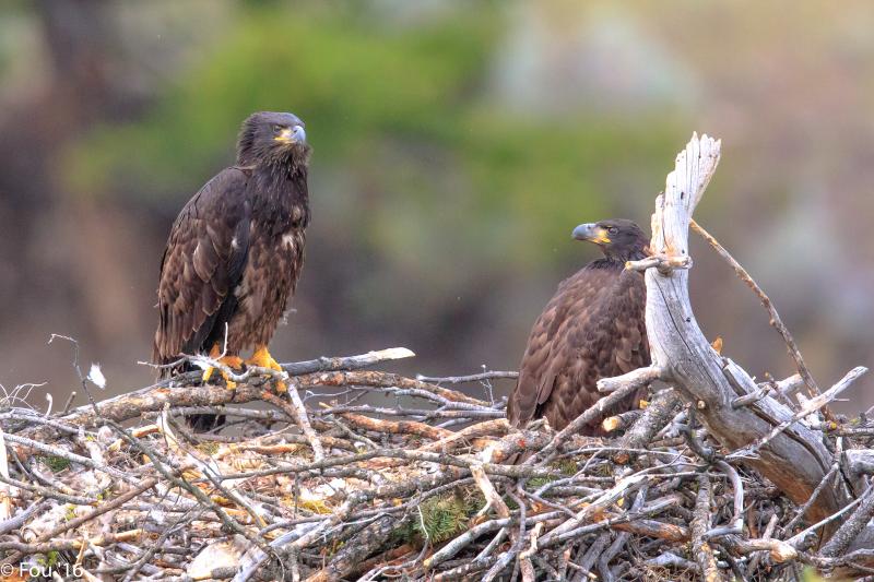 #bird-column, #boothbay register, #jeff and allison wells, #birds, #maine, #chimney swifts, #bald eagles