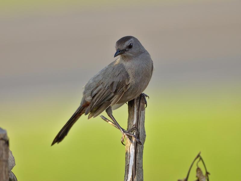 #bird-column, #maine, #bird, #jeff and allison wells, #boothbay register, #gray catbird