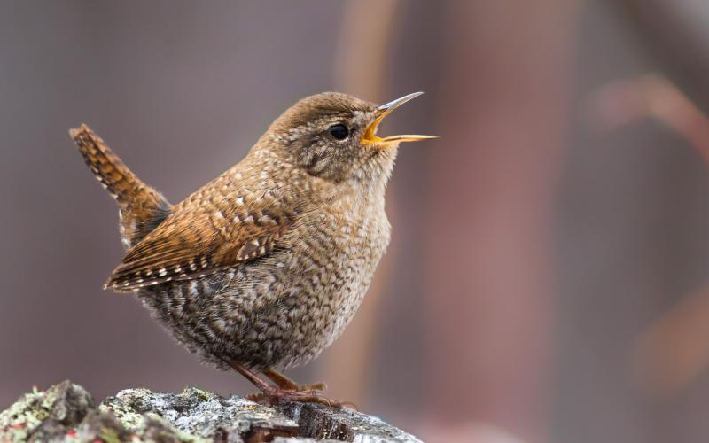 #bird-column, #birds, #boothbay register, #Jeff and Allison Wells, #maine, #winter wren