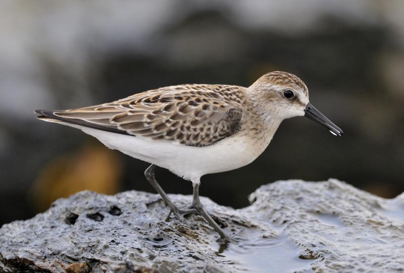 #bird-column, #shorebirds, #Wolfe’s Neck Center, #Freeport, #Maine, #Jeff and Allison Wells, #birds