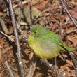 Painted bunting. Courtesy of Jeff Wells