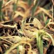 Woodcock on nest. Courtesy of U.S. Fish and Wildlife Service