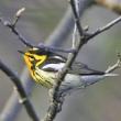 Blackburnian warbler, Jeff and Allison Wells, boothbay register