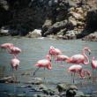 American Flamingo, Washington-Slagbaai National Park, Bonaire, Jeff Wells, Maine