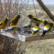 Evening Grosbeaks, birds, Bill Sheehan, Boothbay Register