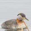 Red-necked Grebe