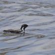 Ancient murrelet