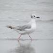 Bonaparte’s gull, Jeff Wells