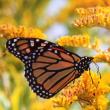 monarch, butterfly, konni wells, pemaquid point, maine