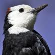 White-headed woodpecker, Kirk Rogers, Boothbay Register