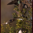 #bird-column, #treeswallows, #boothbayregister, #birds, #maine