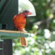 #bald-birds, #bird-column, #birds, #Jeff and Allison Wells, #Boothbay-Register