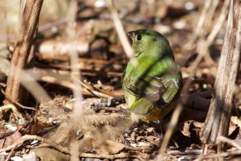 Painted bunting. Courtesy of Jeff Wells