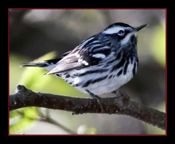 Black-and-white warbler. Courtesy of Kirk Rogers