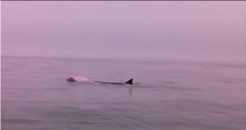 From Ryan Casey's video, available below, of what appears to be a great white shark feeding. Courtesy of Ryan Casey, edited by Ryan Leighton