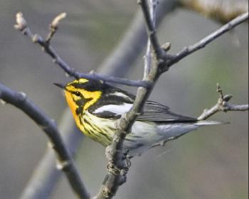 Blackburnian warbler, Jeff and Allison Wells, boothbay register