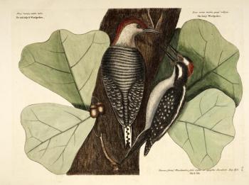 Hairy woodpecker, Mark Catesby, Boothbay Register, Maine, The Natural History of Carolina, Florida and Bahamas