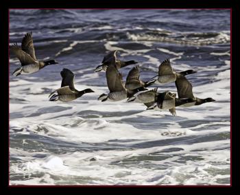 Brant, Boothbay Register