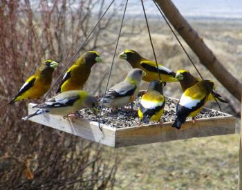 Evening Grosbeaks, birds, Bill Sheehan, Boothbay Register