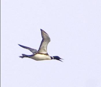 Common Loon, Kirk Rogers