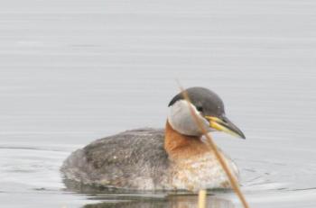 Red-necked Grebe