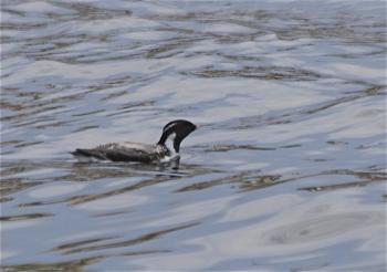 Ancient murrelet