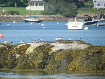 Common terns, Pemaquid, Jeff Wells, Boothbay Register