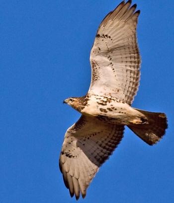 #bird-column, #boothbay-register, #red-tailed-hawk, #birds