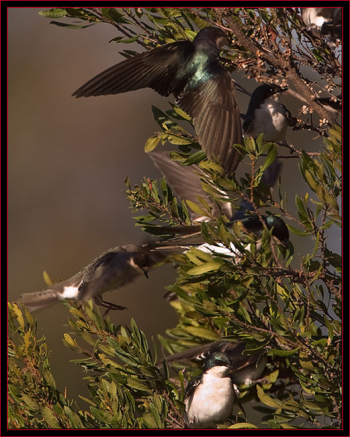 #bird-column, #treeswallows, #boothbayregister, #birds, #maine