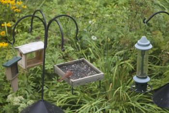 #bald-birds, #bird-column, #birds, #Jeff and Allison Wells, #Boothbay-Register