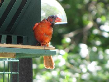 #bald-birds, #bird-column, #birds, #Jeff and Allison Wells, #Boothbay-Register