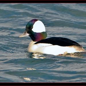 Male Buffehead. Look for Buffleheads in any sheltered water around Wiscasset, Edgecomb and Boothbay areas. Courtesy of Kirk Rogers