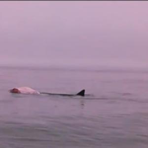 From Ryan Casey's video, available below, of what appears to be a great white shark feeding. Courtesy of Ryan Casey, edited by Ryan Leighton