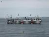 photo of lobster boat race