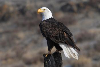 #bird-column, #christmas bird count, #jeff and allison wells, #maine, #birds, #boothbay register, #bald eagle