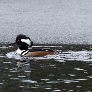 #bird-column, #Jeff and Allison Wells, #boothbay-register, #birds, #christmas bird count, #murmuration, #hooded merganser