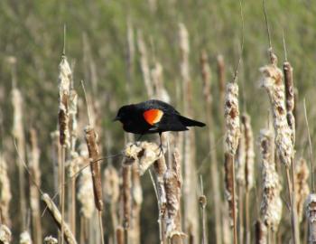 #bird-column, #jeff and allison wells, #great backyard bird count, #mardis gras, #boothbay register, #birds, #maine, #american robin