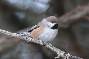 #bird-column, #boothbay register, #jeff and allison wells, #birds, #maine, #boreal chickadeesiskin