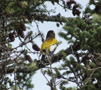 #bird-column, #boothbay register, #perham stream birding trail, #natural resources council of maine, #jeff and allison wells, #birds, #maine, #high peaks alliance, #evening grosbeak