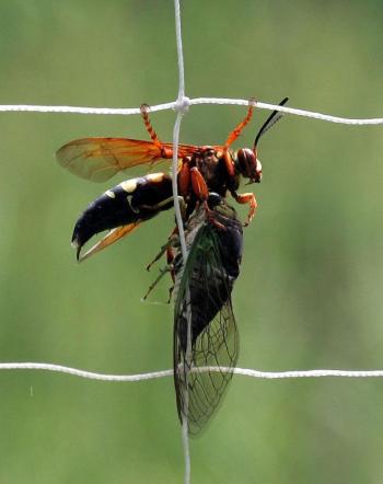 #bird-column, #birds, #cicada, #boothbay register, #Jeff and Allison Wells, #maine, eastern cicada killer wasp