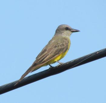 #bird-column, #birds, #cicada, #boothbay register, #Jeff and Allison Wells, #maine, #tropical kingbird
