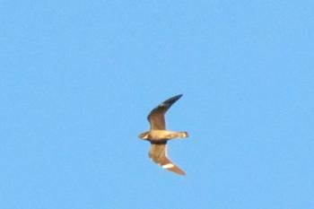 #bird-column, #maine, #bird, #jeff and allison wells, #boothbay register, #common nighthawk