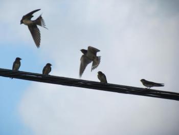 #bird-column, #maine, #bird, #jeff and allison wells, #boothbay register, #swallows