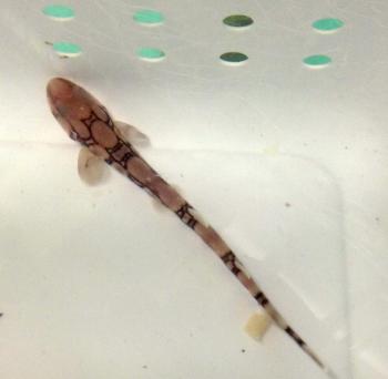 A young chain catshark swims up to the camera at the Maine State Aquarium.
