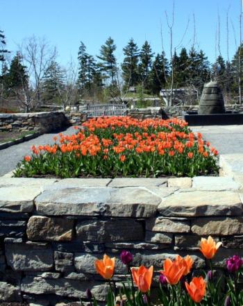 Early tulips are in bloom now and fountains are already flowing at Coastal Maine Botanical Gardens. Courtesy of Barbara Freeman 