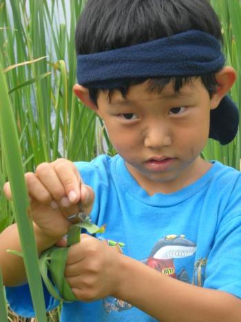 Learning to carefully capture and release insects is just one of the skills participants will learn at the upcoming DRA “Insect Safari” class for preschool-age children. Courtesy of the DRA